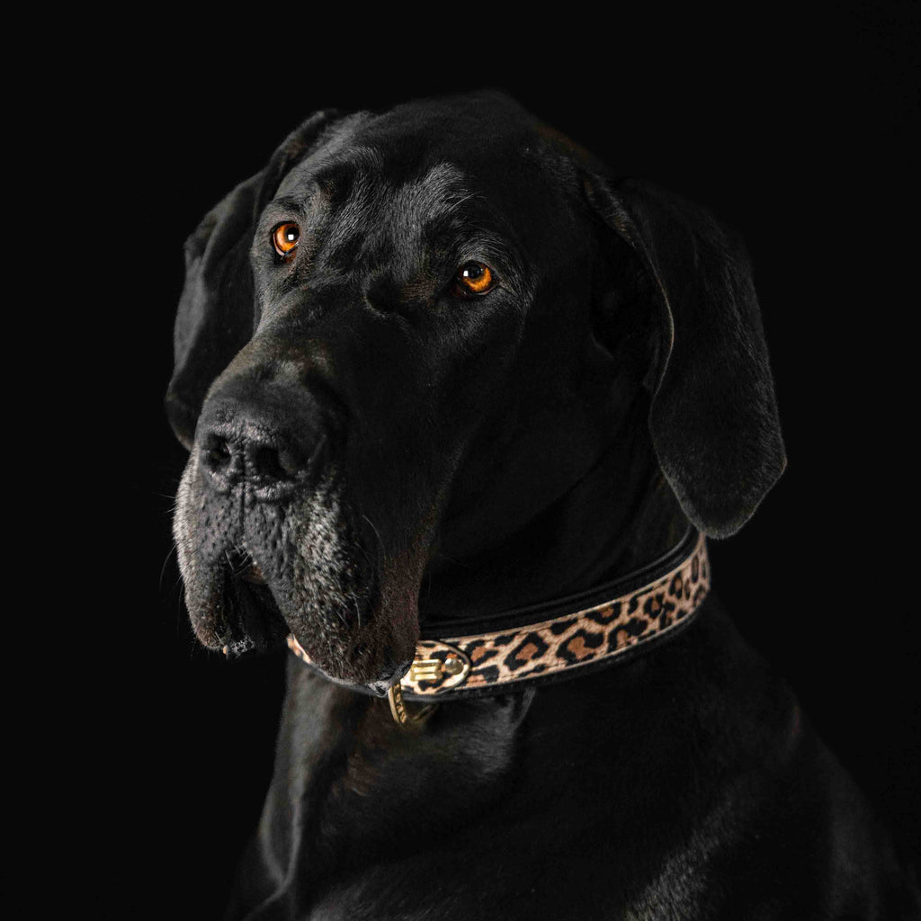 The Leopard Collar para perros y gatos - imagen 3