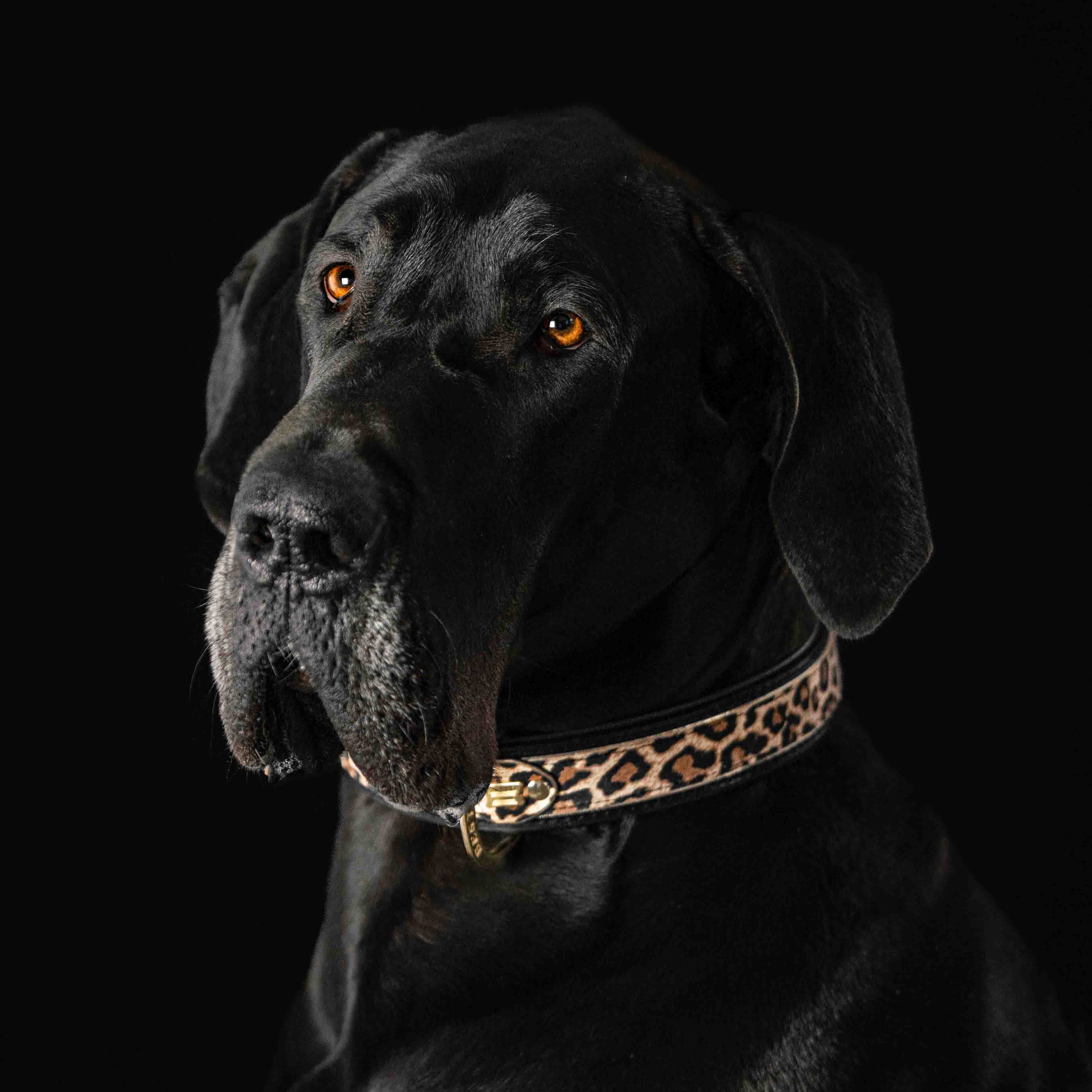 The Leopard Collar para perros y gatos - imagen 3
