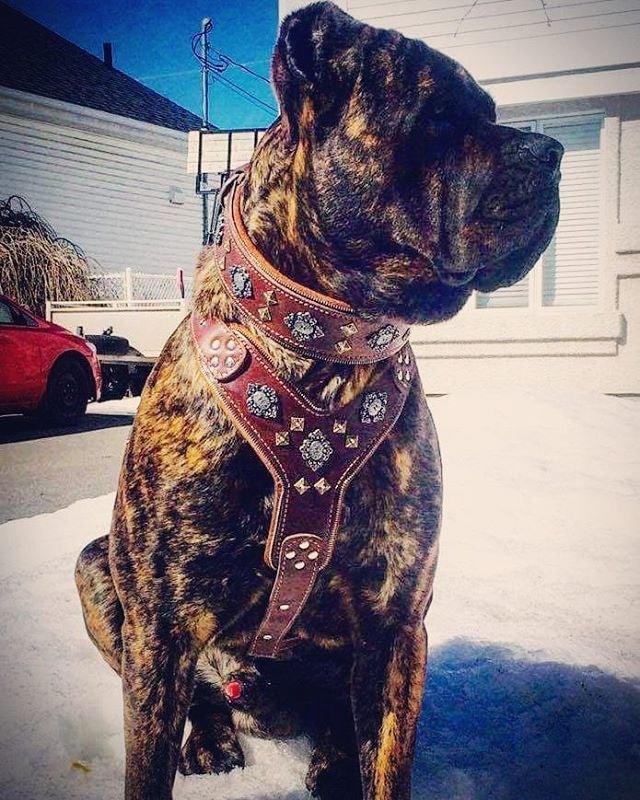 The "Aztec" big dogs harness BROWN para perros y gatos