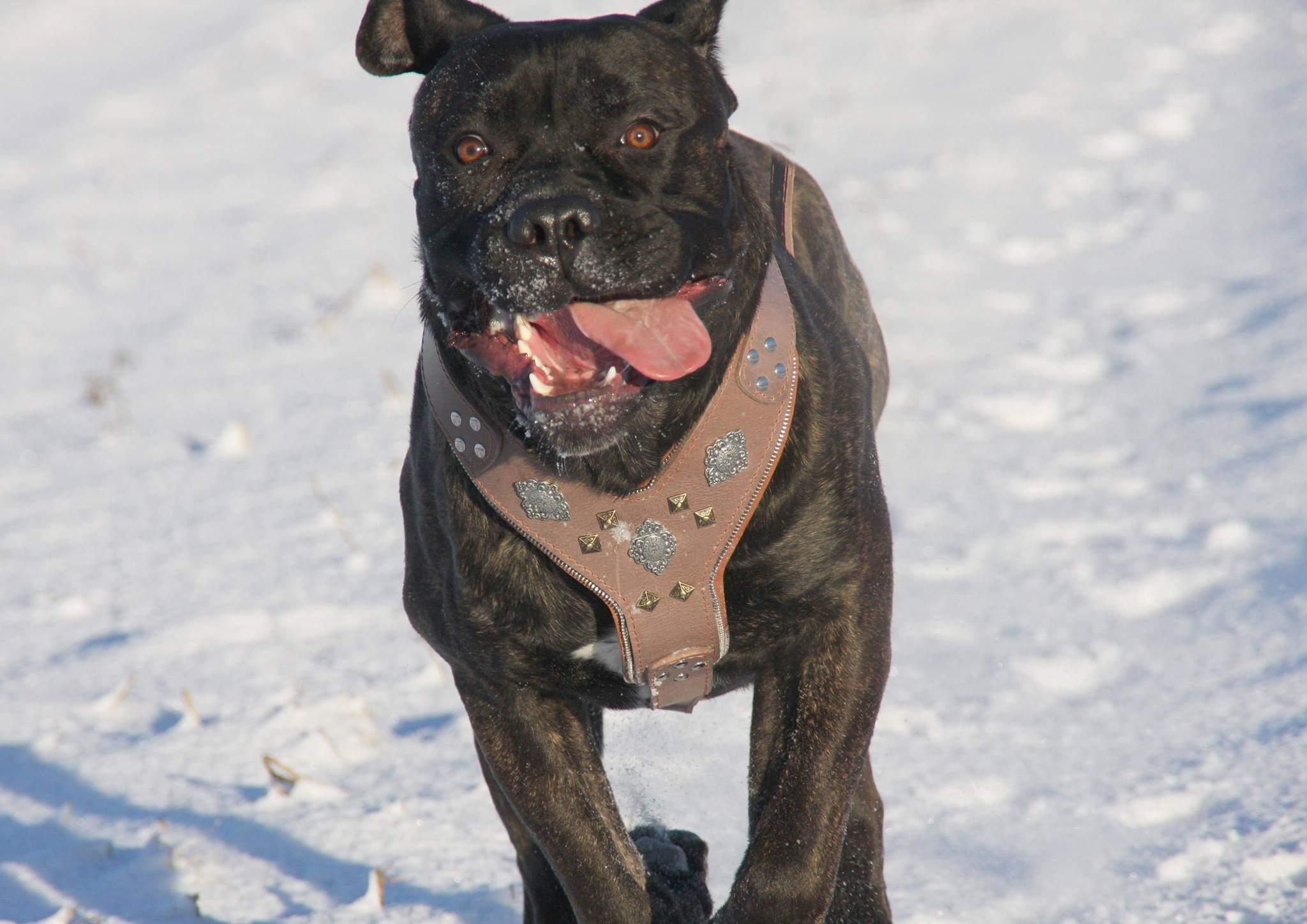 The "Aztec" Grey Harness para perros y gatos