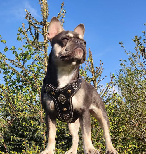 The ''Aztec'' harness Black Small to Medium Size for dogs - image 2