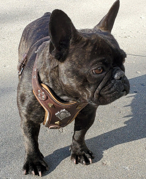 The ''Aztec'' harness Brown Small to Medium Size for dogs - image 2