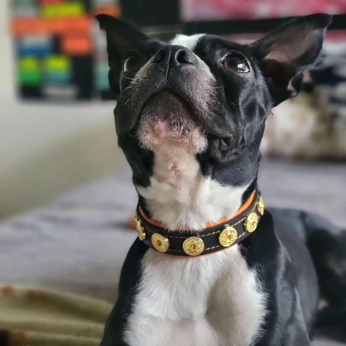 The "Bijou" handmade puppy collar para perros - imagen 4