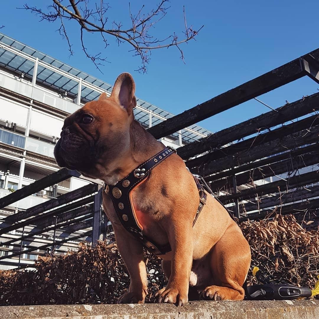 The ''Bijou'' harness Black & Orange Small to Medium Size fuer Hunde