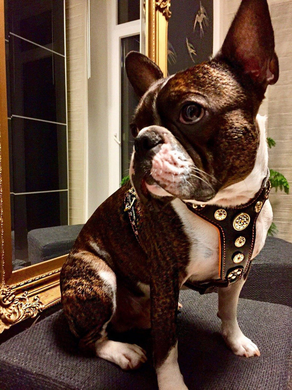 The ''Bijou'' harness Black & Orange Small to Medium Size fuer Hunde
