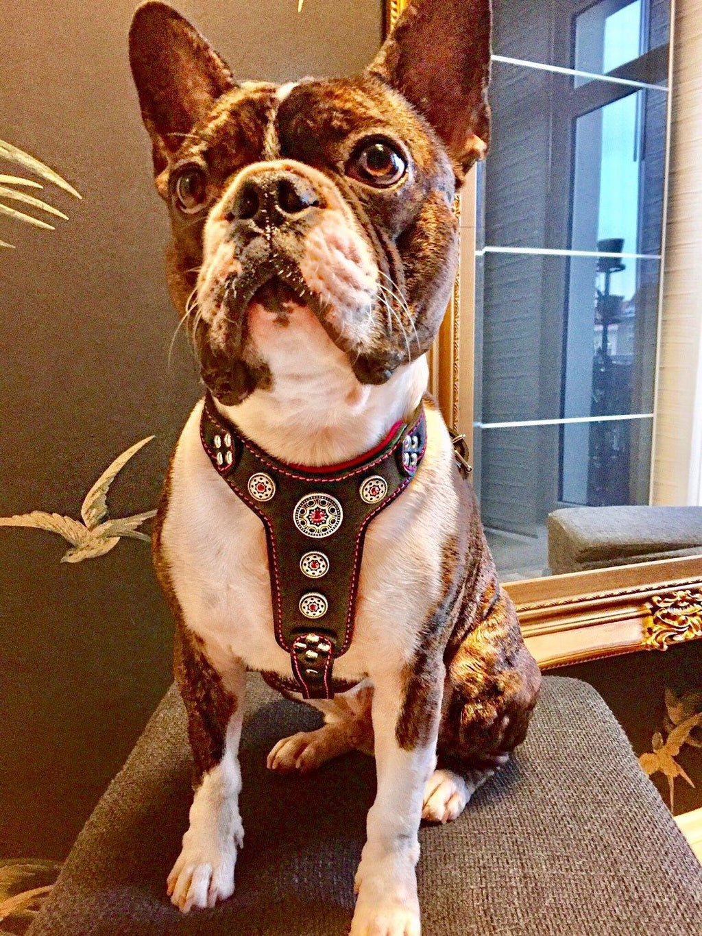 The ''Bijou'' harness Black & Pink Small to Medium Size para perros y gatos