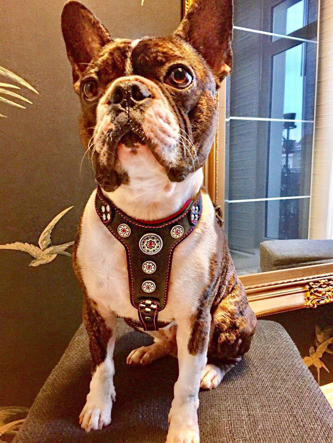 The ''Bijou'' harness Black & Pink Small to Medium Size para perros y gatos