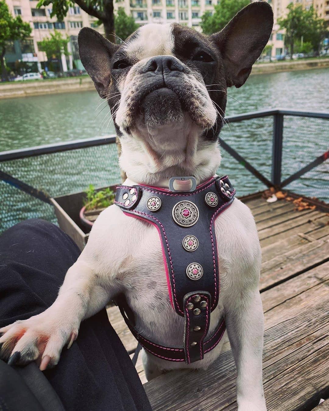The ''Bijou'' harness Black & Pink Small to Medium Size para perros y gatos