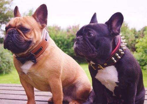 The "Bowtie" collar brown fuer Hunde und Katzen