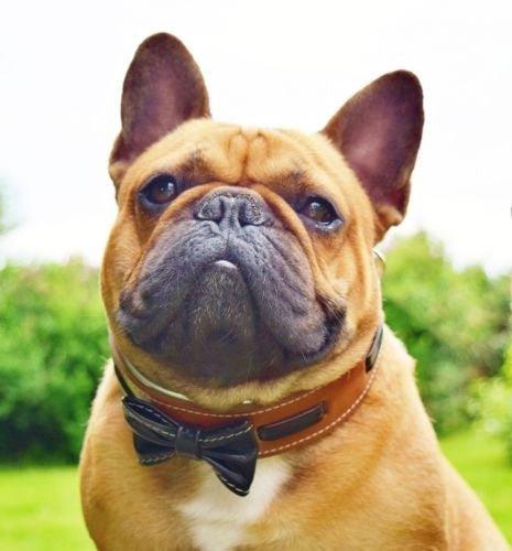The "Bowtie" collar brown fuer Hunde und Katzen