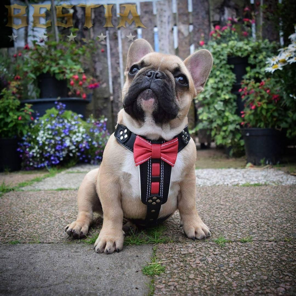 The "Bowtie" handmade leather harness black Small to Medium Size pour chiens