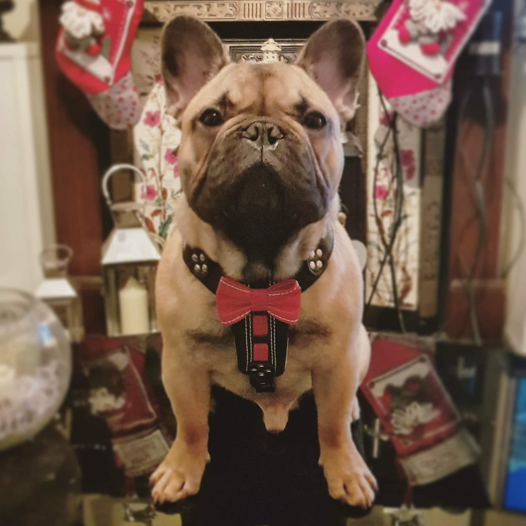 The "Bowtie" handmade leather harness black Small to Medium Size pour chiens