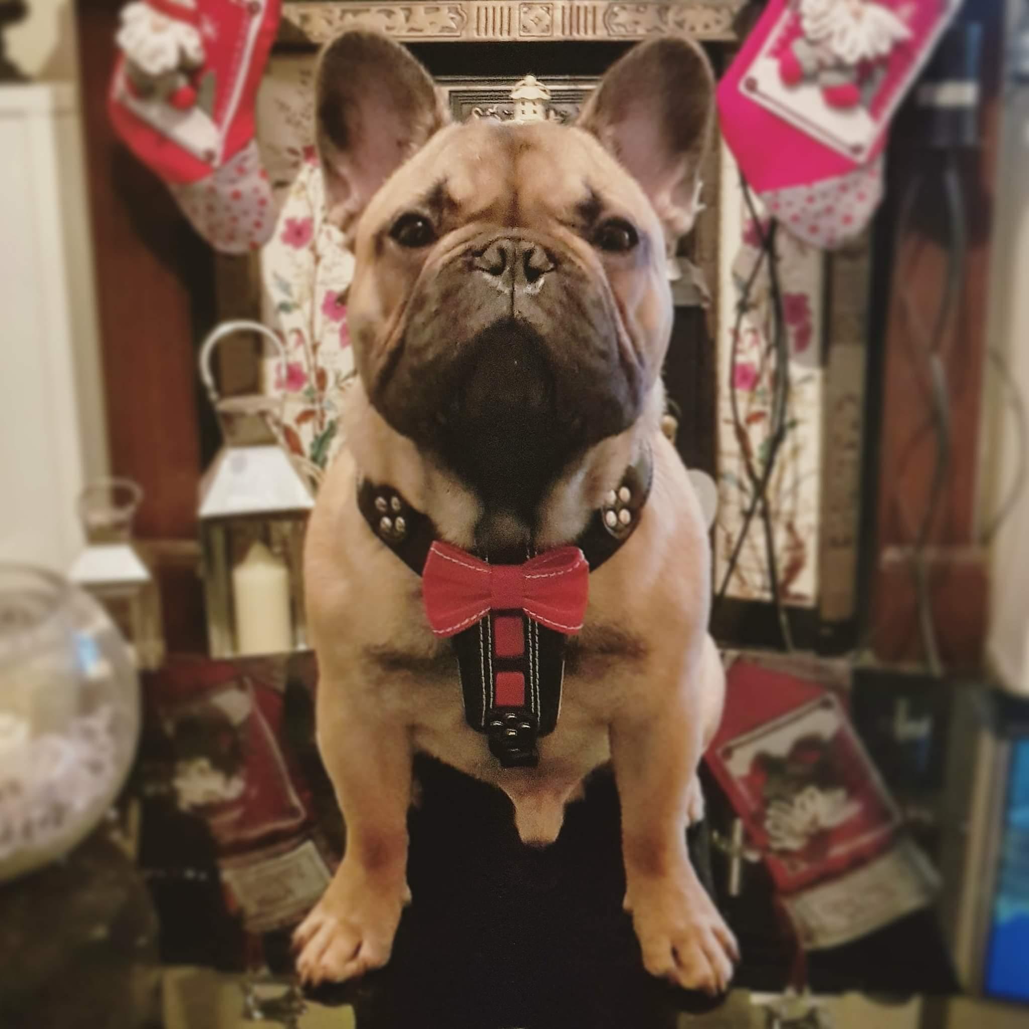 The "Bowtie" handmade leather harness black Small to Medium Size pour chiens