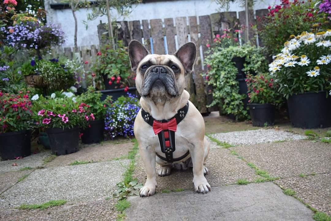 The "Bowtie" leather harness brown Small to Medium Size for dogs and cats