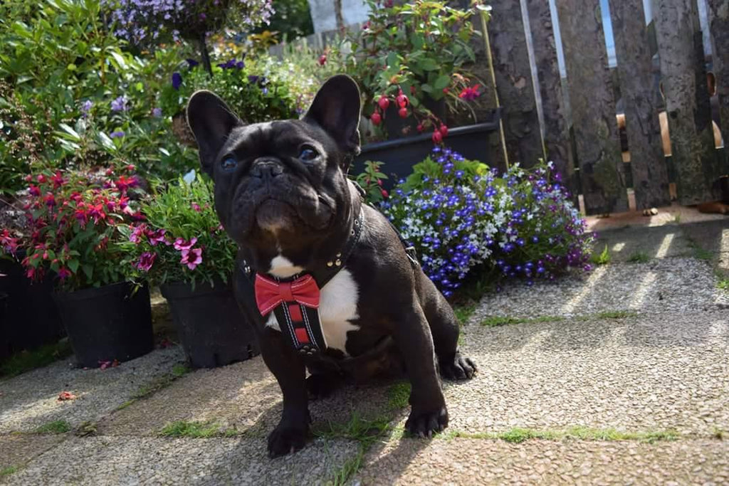 The "Bowtie" leather harness brown Small to Medium Size for dogs and cats
