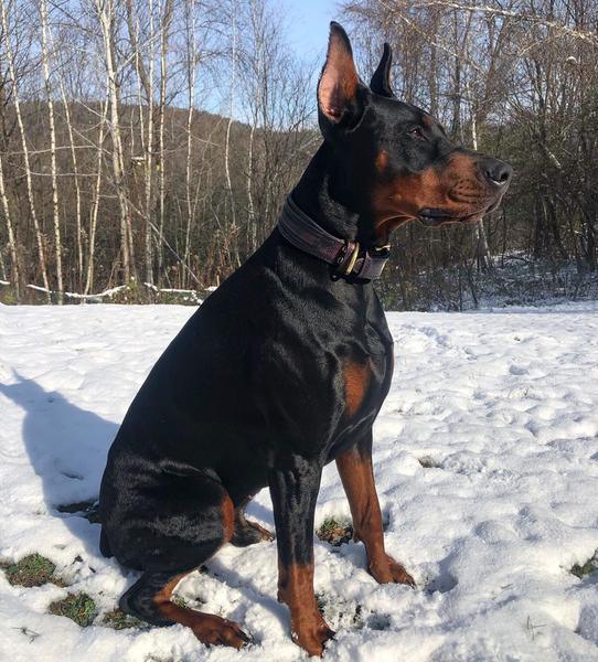 The ''Cobra'' collar pour chiens et chats