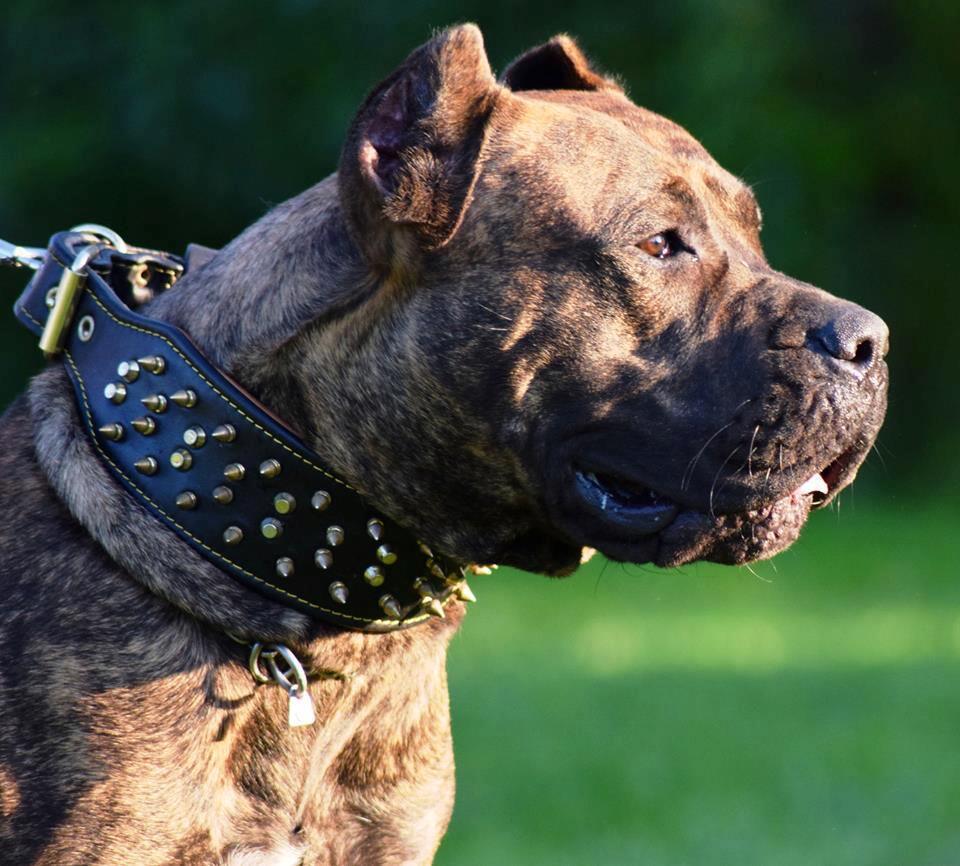 The "Crown" collar Black pour chiens - image 2