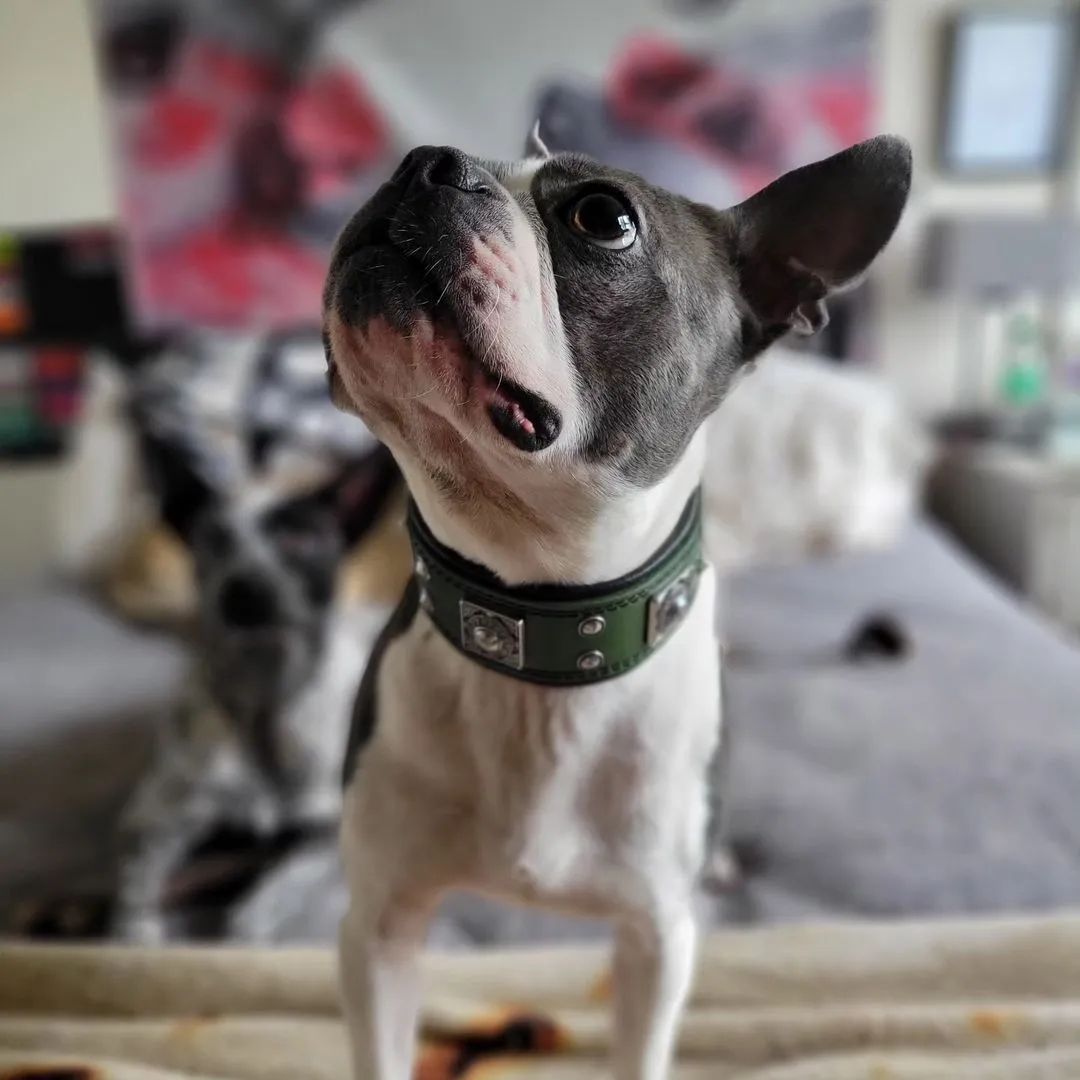 The "Eros" collar 2 inch wide Green para perros - imagen 2