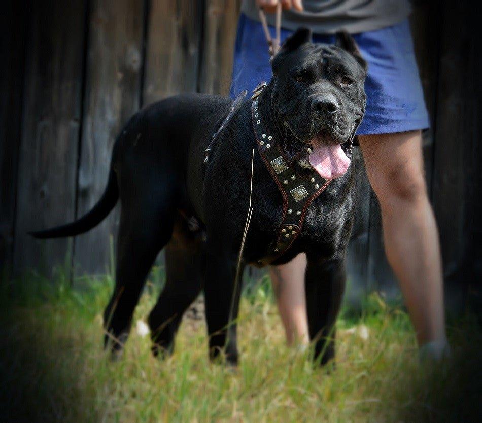 The "Eros" harness black & red pour chiens