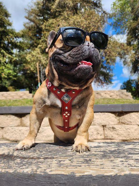 The ''Eros'' harness red Small to Medium Size pour chiens