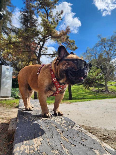 The ''Eros'' harness red Small to Medium Size pour chiens