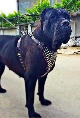 The "Gladiator" harness for dogs