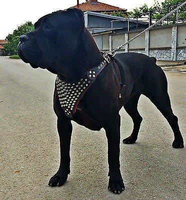 The "Gladiator" harness for dogs