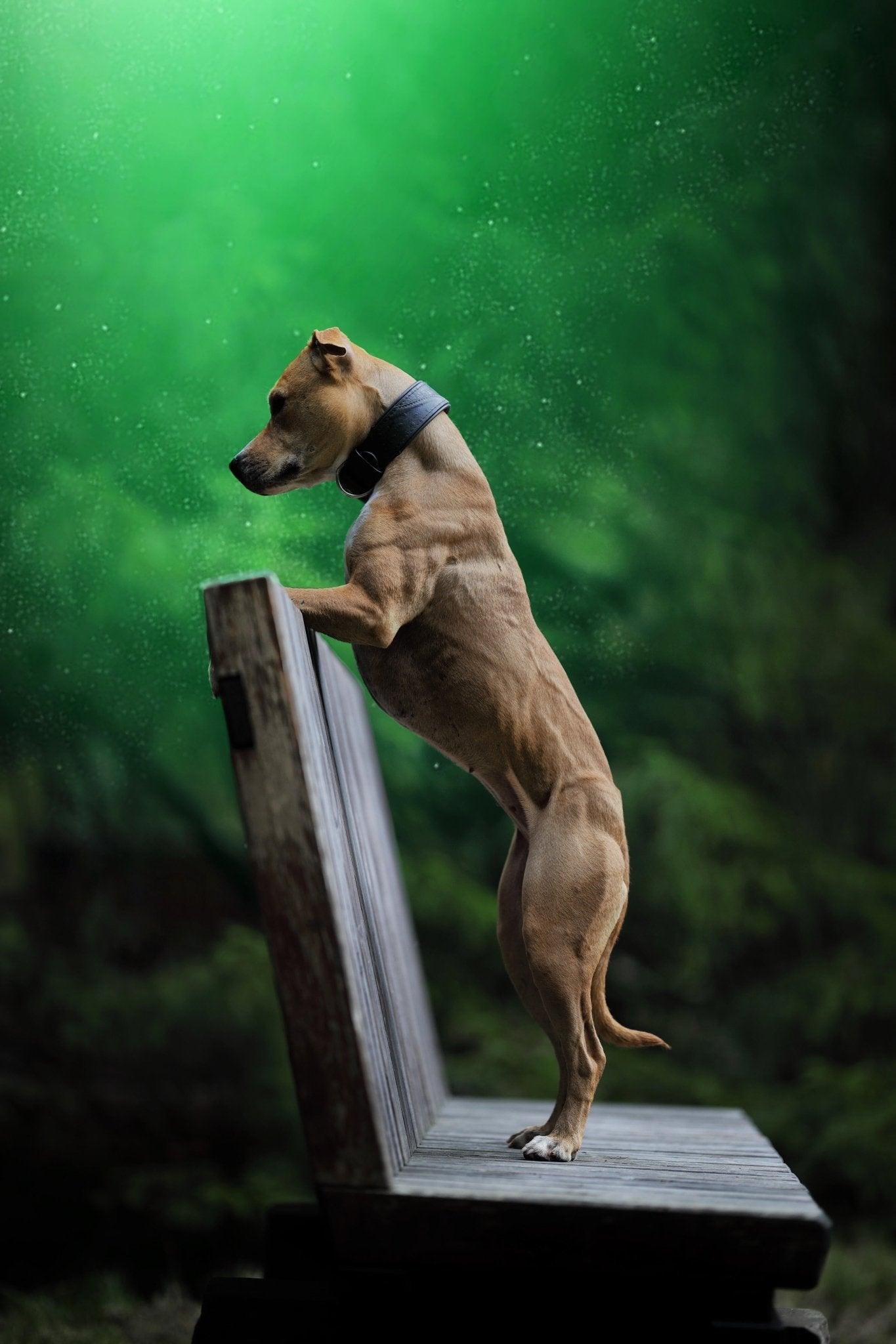 The Korona negro EDITION para perro