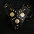 The "Maximus" harness black & gold para perros - imagen 1