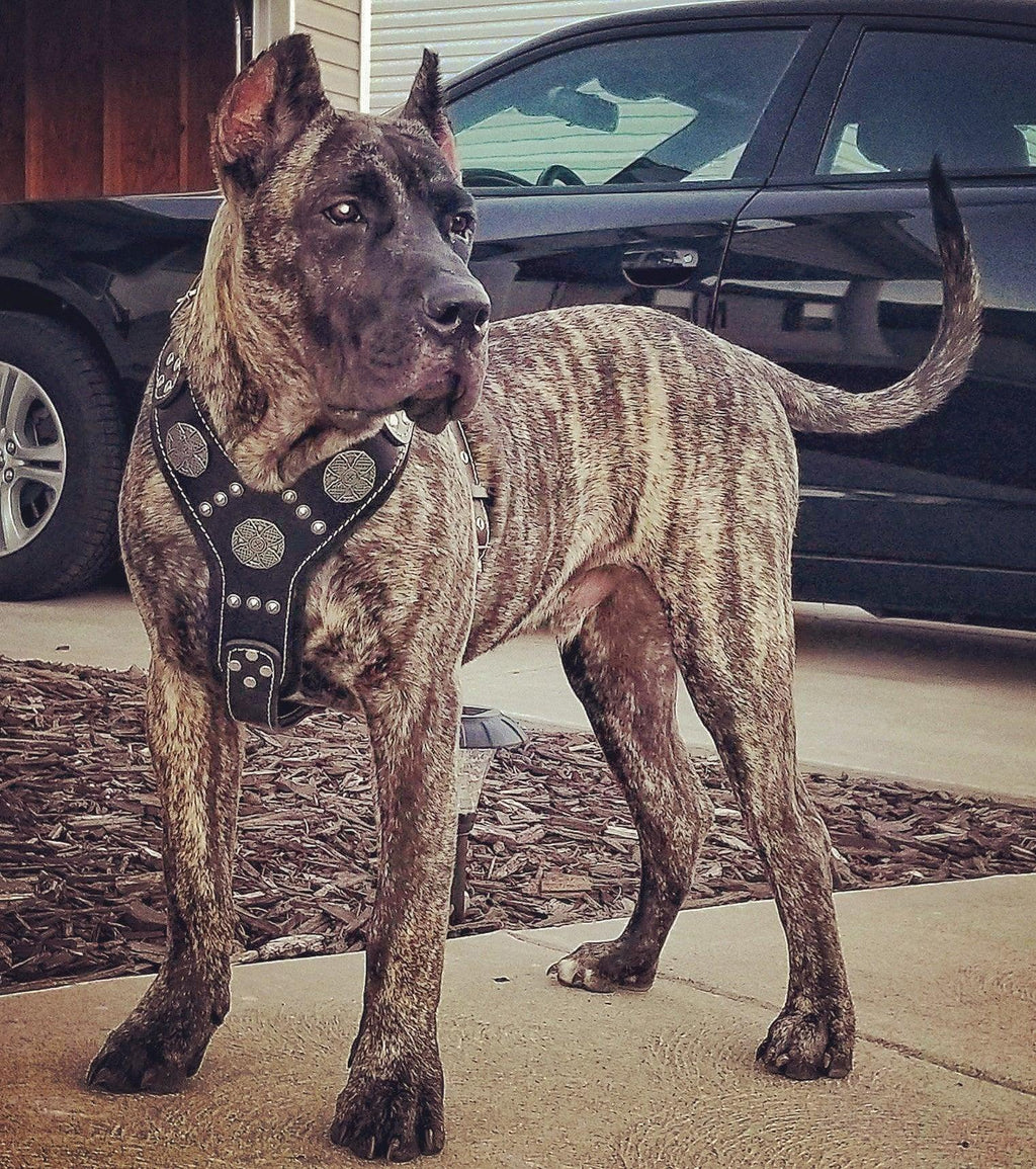 Le harnais argenté "Maximus"