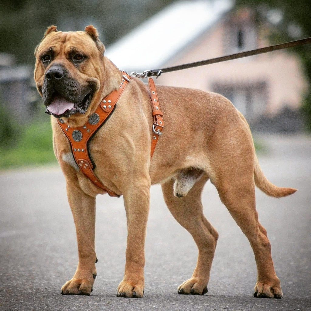 Le harnais argenté "Maximus"