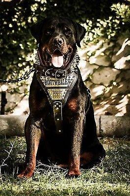 The "Metal" harness- Personalized! para perros