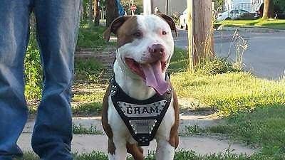 The "Metal" harness- Personalized! para perros