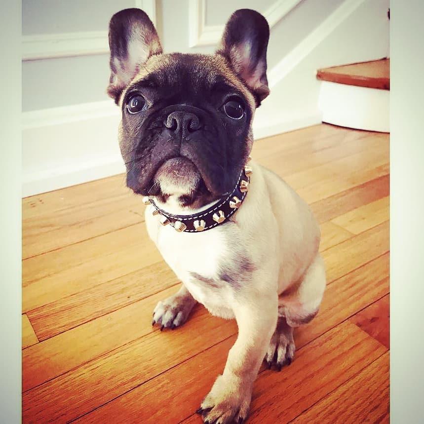 Le collier "Rock"