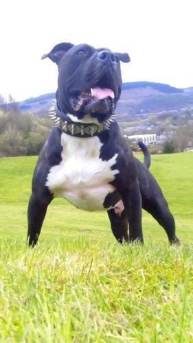 The "Steel" collar for dogs and cats