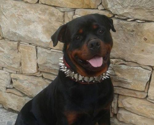 The "Steel" collar for dogs and cats