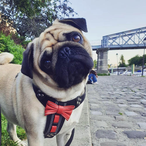 The "Bowtie" handmade leather harness black Small to Medium Size for dogs - image 2