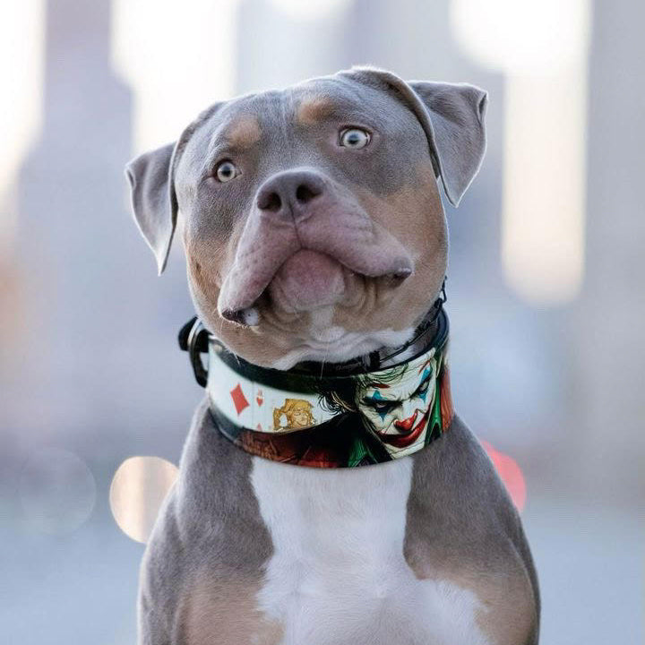 The Joker Limited Collar para perros - imagen 4