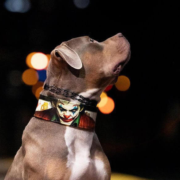 The JK Limited Collar para perro