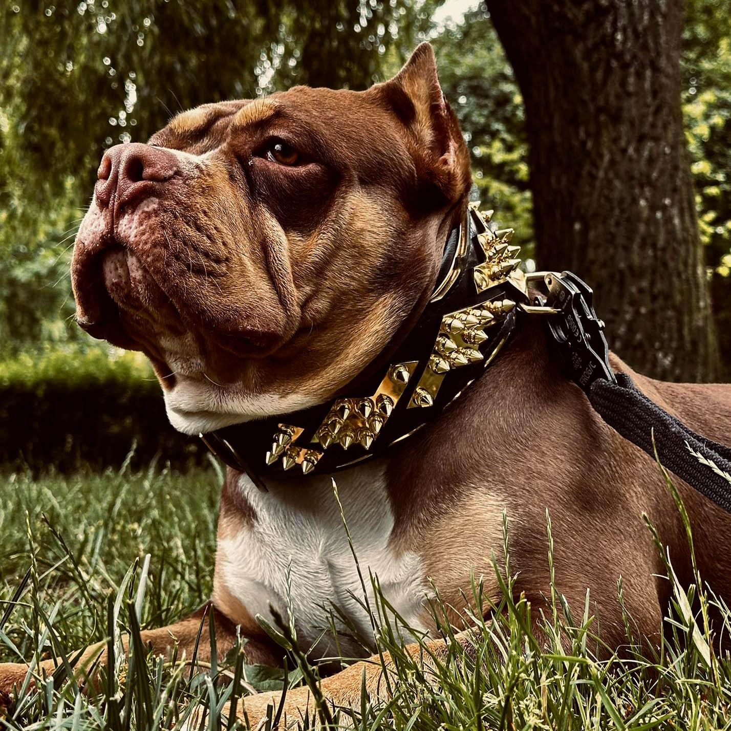 The ''Midas'' Collar Gold per cani e gatti - immagine 3