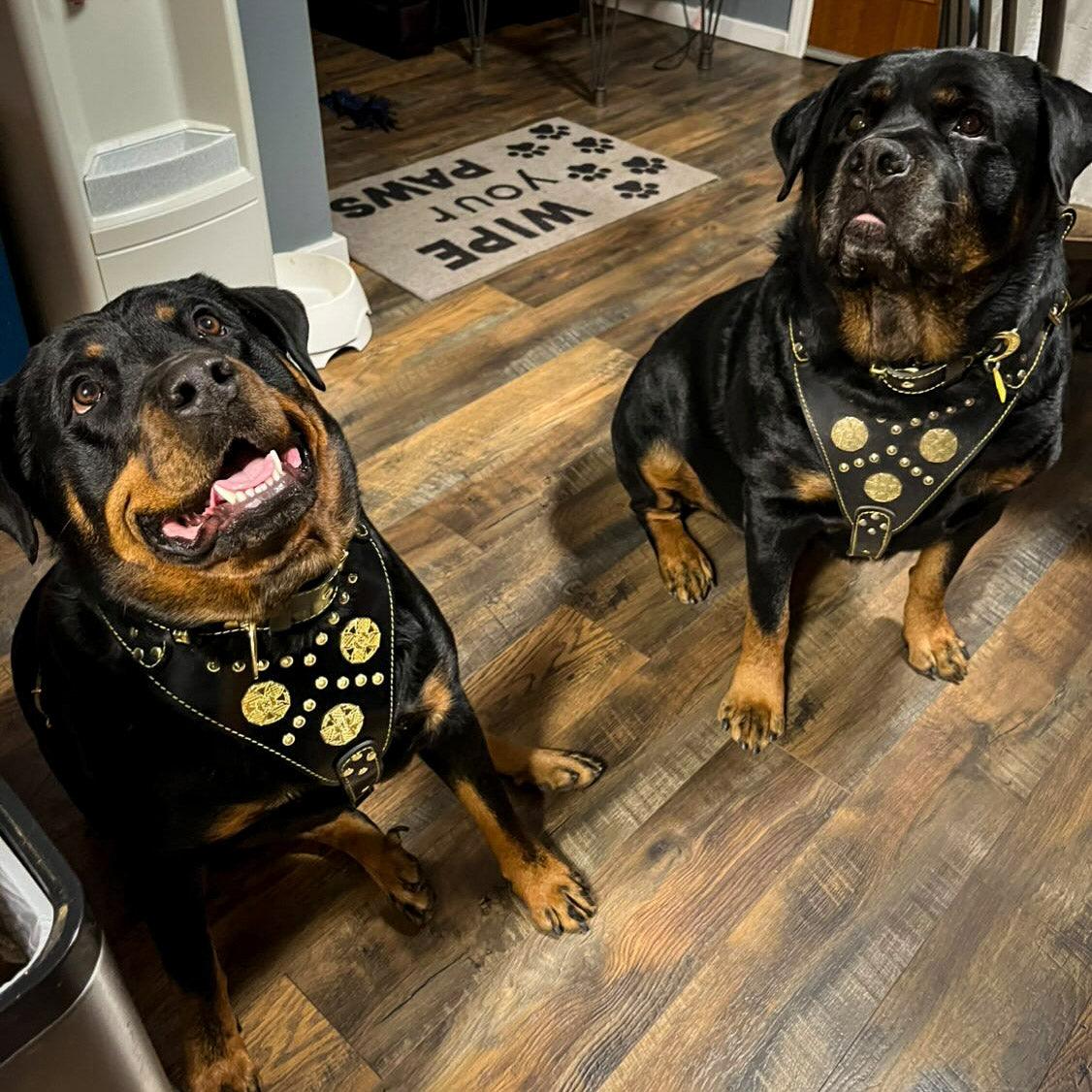 Set Maximus de arnés, collar y correa negro y latón para perros grandes, vista 2