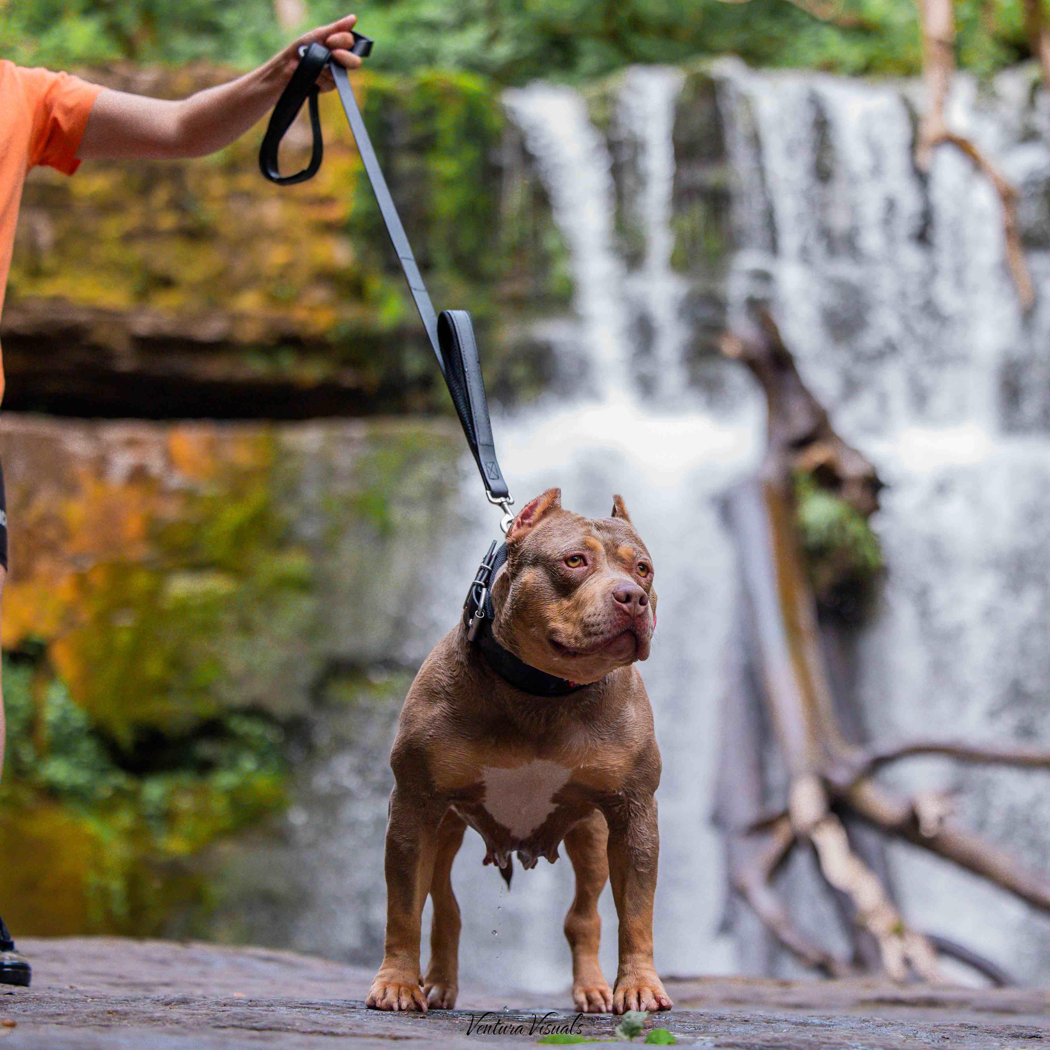 Collare regolabile impermeable negro per cani - immagine 5